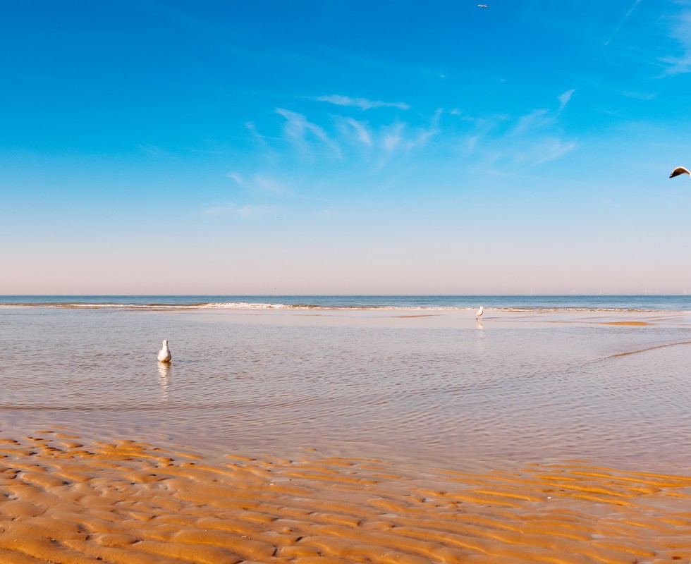 zomers_strand_meeuwen2.jpg